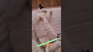 Statham on scientists🐈&zwj;⬛😻❤️&zwj;🔥 #catvideos #cat #memes #humor #popular #cat #recommendations #mem