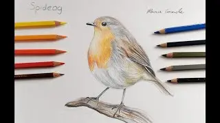 Conas &Eacute;in an Chl&aacute;ir a Tharraingt. Spideog. Marie Connole