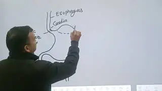 How to draw a diagram of Stomach 