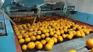 Orange packing//Orange factory prosed//food factory//Citrus fruit//Malta kino pack krny ka trka2021