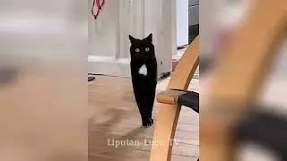 BIKIN NGAKAK | Kucing Lucu Hiburan Warga +62