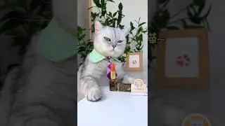 The cat chef uses watermelon to make lipstick.💄 #catofyoutube #catcookingfood