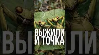 Эволюция тоже умеет шутить 🧬🙂 #юмор #скетч #мем #ии Шутка. Вымысел. Совпадения случайны.