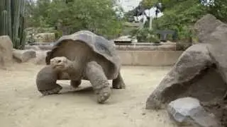 100-Year-Old Galapagos Tortoise Gets New Gig at Toledo Zoo