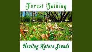 Begin Your Day with the Positive Energy of Healing Nature Sounds - Fresh Morning Forest Bathing#1