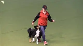 FCI Dog Dancing World Championship 2017 Qualifiying Freestyle