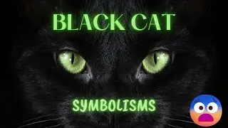 Black Cat Meanings: What Does The Animal Symbolize?
