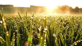 Dewy Fields #calm #nature #indiewriter #theenduringafterglowoflight #sunrise