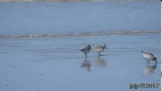 Calidris alba - Sanderling - Drieteenstrandloper
