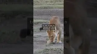 Lioness BITES her CUB'S HEAD OFF !! #animals #heartbreaking #sad #facts