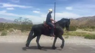 Imported 2012 Friesian Horse For Sale