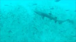 Contour+2 vs GoPRO Hero 2