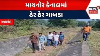 Anand Sureli Canal News | માયનોર કેનાલમાં ઠેર ઠેર ગાબડા | Farmers | Water Source | News18 Gujarati