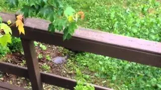 Wench Lori Films Buzzards Eating Snapping Turtles Off Our Back Deck