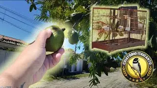 ALGUÉM SABE QUE FRUTA É ESSA? - Criatório Itaicanto