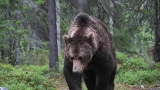 Predators in Scandinavia / Rovdjuren i Norden