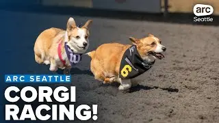 Corgi races to raise spirits and funds for Alzheimer's research