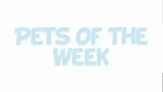 RSPCA Intro