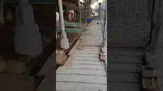 mineral mixture#CRS#youtube#shorts#tictok