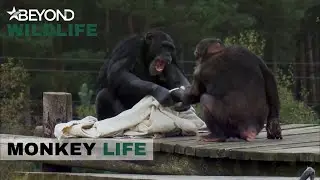 S7E01 | Simon&rsquo;s Up To Mischief At Hananya&rsquo;s Monkey Life | Beyond Wildlife