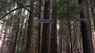 Whittaker creek ridge trail/old growth ridge trail/Armantrout loop trail