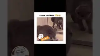 Waka waka, eh, eh...Tsamina mina. Funny cat videos! 🔥❤️💯 #cutenessoverloaded #funnycatvideos