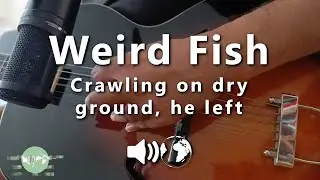 Weird Fish | Crawling on dry ground, he left