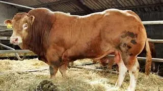 Bisnis sapi potong