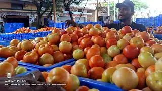 Fresh Tomato Supply | Kolar Market Se Direct | Export & Domestic | DSR Traders 🍅