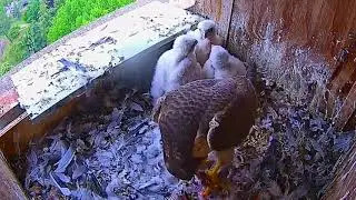 #falcon Cam3#51 Review baby birds in the nest - Dad and mother brings food to feed their chicks