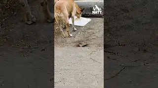 Street Dogs Waiting For Food &mdash; This Broke My Heart 🥺🐶 #doglove #streetdogs #hungrydog #animalcare