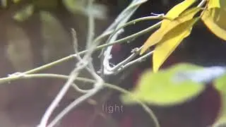 Pure Bathing Culture- In Gardens Under Evergreen (Lyric video)