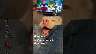 Dogs Can Speak English?🥺🐶