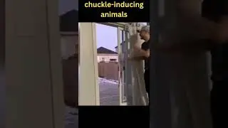Chuckle-inducing animals