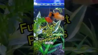 Fun Fact About Platy: They're livebearers!! #aquarium #fishtank #fishroom #platty