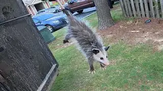 Baby Possum Surprise! Epic Trash-Out Adventure at Apartment Compactor Cleanup 🗑️✨