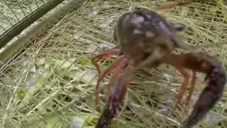 Hunt continues for red swamp crawfish in Michigan