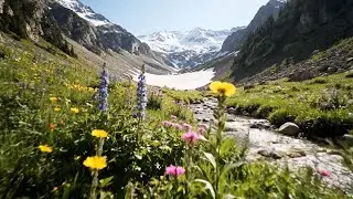 Hike to Paradise: Finding Wildflowers & Glaciers in the ALPS
