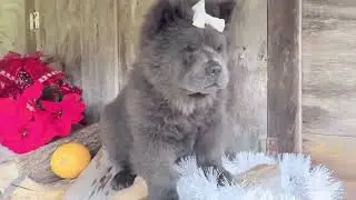 8 Week Old blue rough coat chow chow Cronus