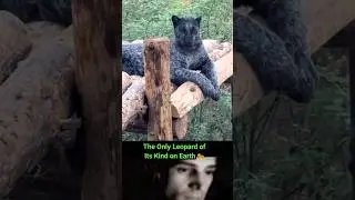 The Rarest Leopard on the Planet 🐆#shorts #trollface #trending #fyp #wildlife