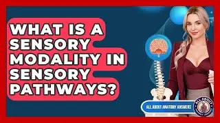 What Is A Sensory Modality In Sensory Pathways? - All About Anatomy Answers