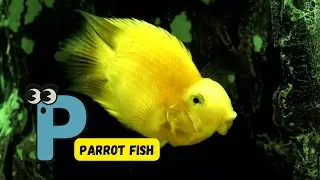 ABC Underwater Sea Animals Adventure Song for Kids | Fun Alphabet Ocean Journey | #abcd #kids