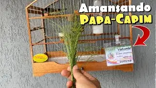 COMO AMANSAR COLEIRO PAPA-CAPIM ARISCO (BRAVO)
