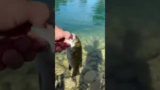 Bass #music #anime #beats #lofi #otaku #bass #bluegigi #bluegill #fish #fishing