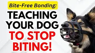 Putting a Paw-sitive End to Biting: Teaching Your Dog to Stop Biting!