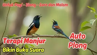 Live Kicau Murai Batu: Suara Masteran yang Membuat Juara
