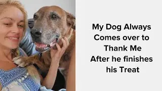 My Dog Always Comes over to Thank Me After he finishes his Treat 🥰 And to ask for another one 😄🐕❤️