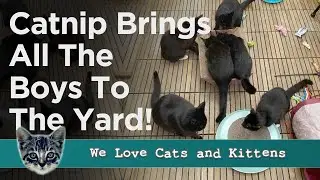 Woman Attracts All The Stray Cats In Her Area After Planting Catnip in Her Backyard!