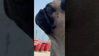 Q kya ho gya!!😡#comedy  #pug #funnyanimal #shortsfeed #pets #2026
