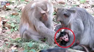 Welcome Jayden Newborn Baby Monkey To Sandy's Troop, Thank Mom Jade Giving Birth
